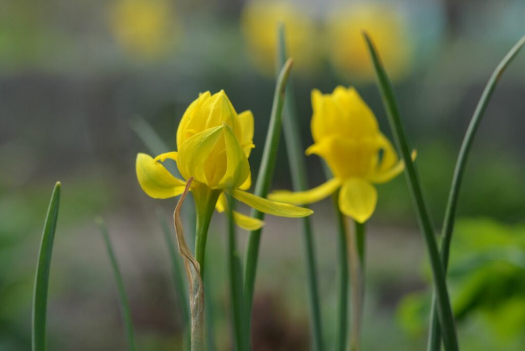 Blooming daffodil Narcissus 'Double Campernelle' in the garden