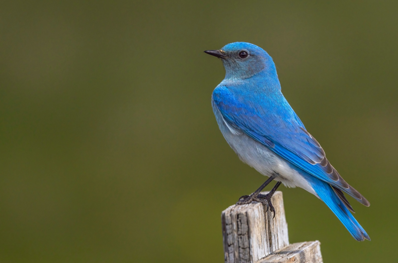 Bluebird standing