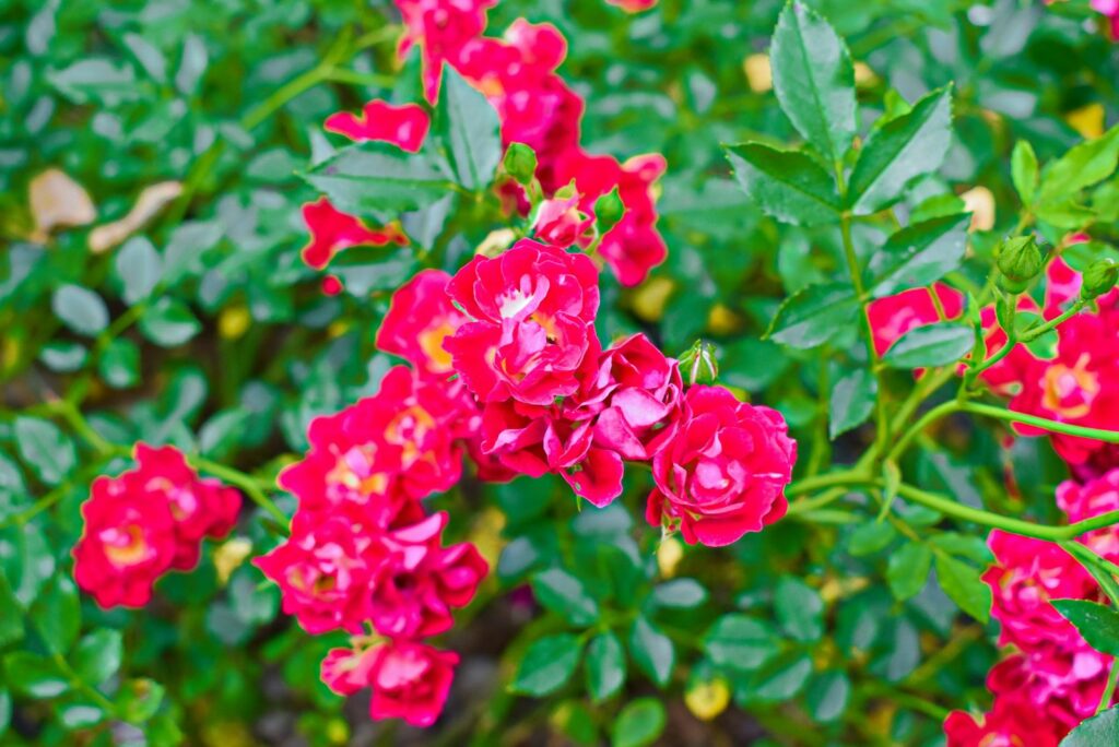 Bright Red Drift rose