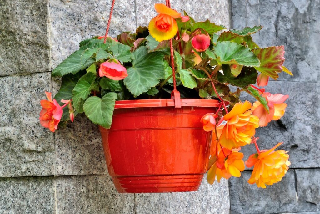 Bright orange-yellow big flowers