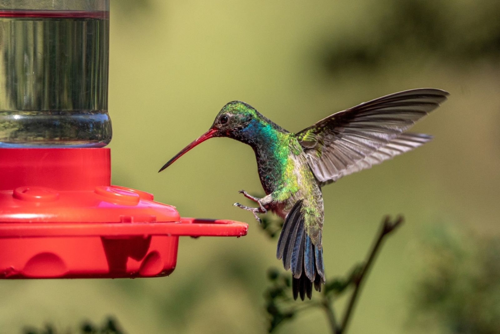 Broad Billed Hummingbird on feeder