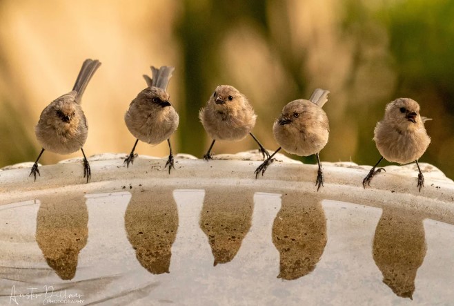 Bushtits Hanging Out at My Birdbath