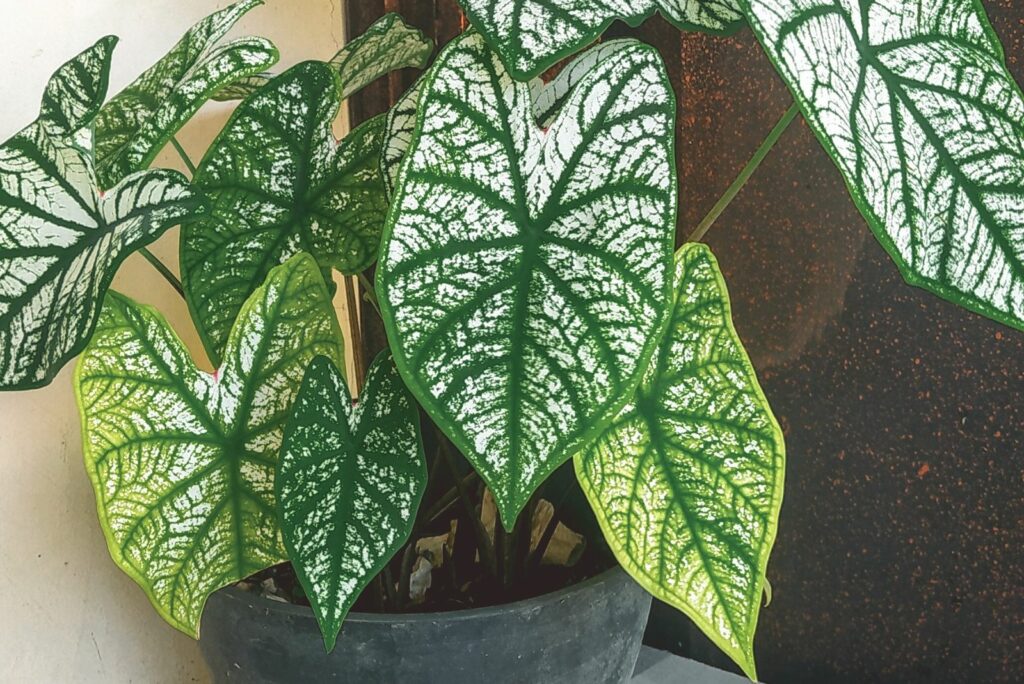 Caladium White Christmas