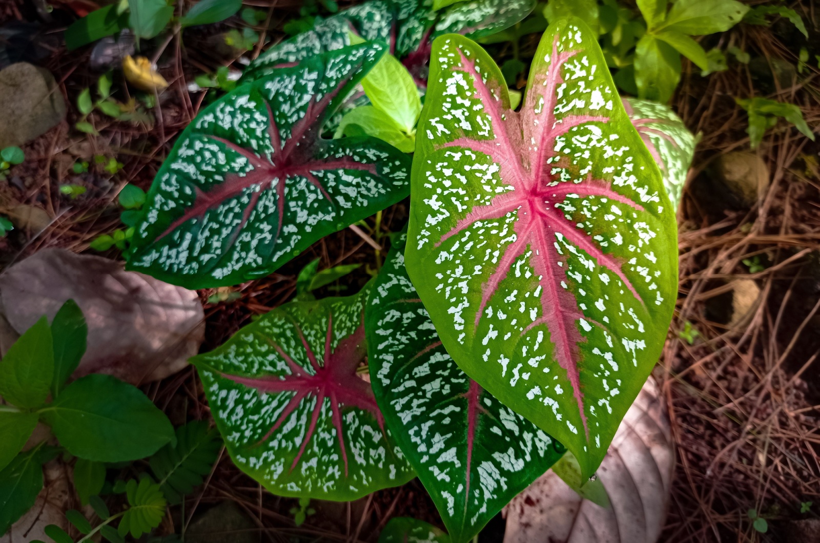 Caladium bicolor plant