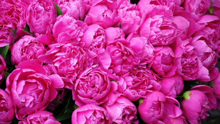 bunch of pink peonies