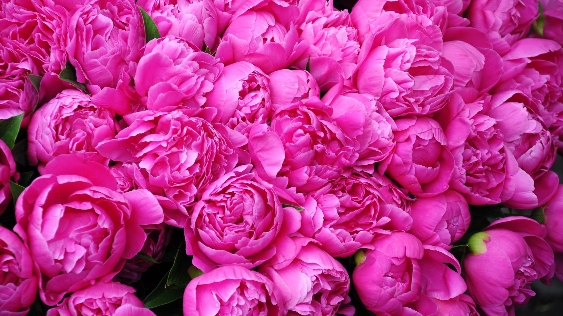 Can You Plant Peonies In Fall Or Should You Wait For Spring To Do It Instead?