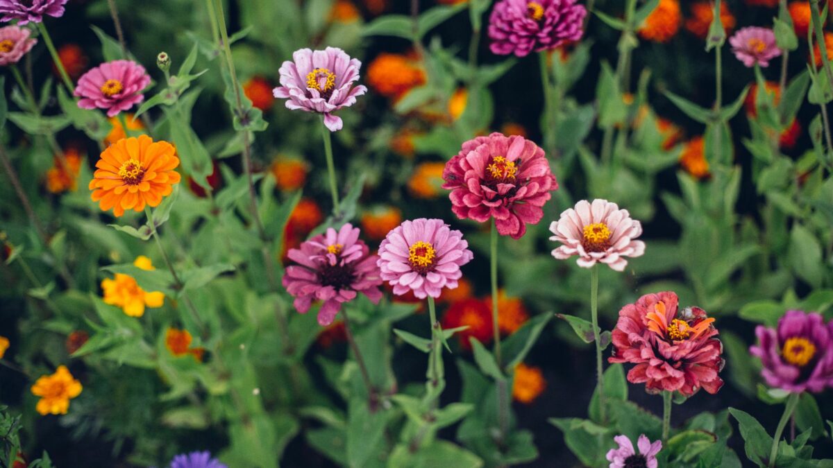 Can You Really Plant Zinnias In September Or Should You Wait For The