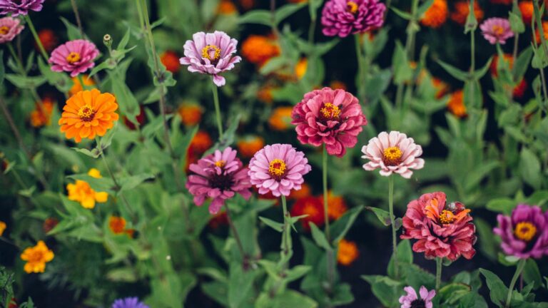 cocorful zinnias in bloom