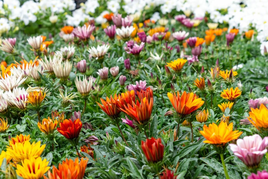 Chrysanthemum planted in the field