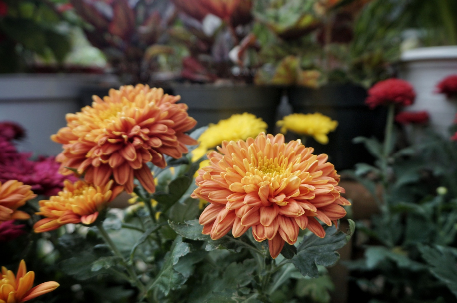 Chrysanthemums growing