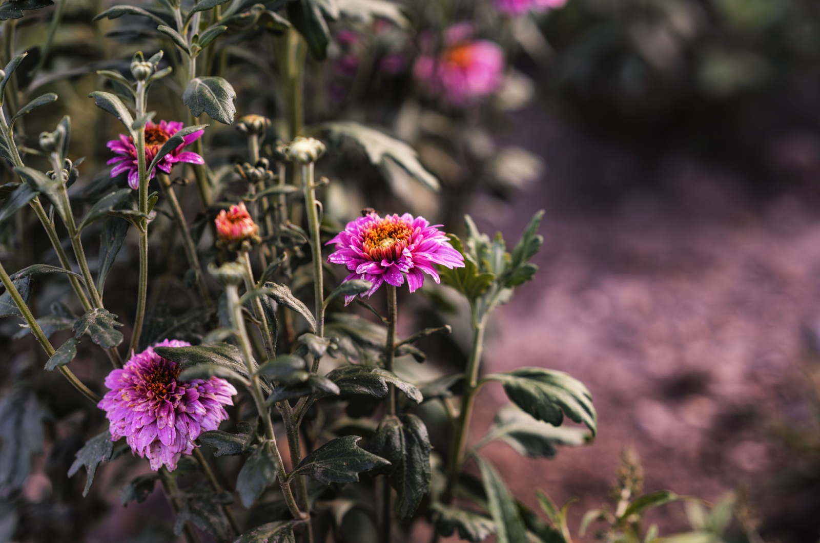 Chrysanthemums