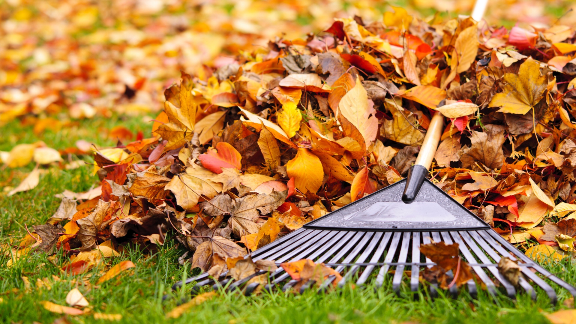 raking leaves in garden