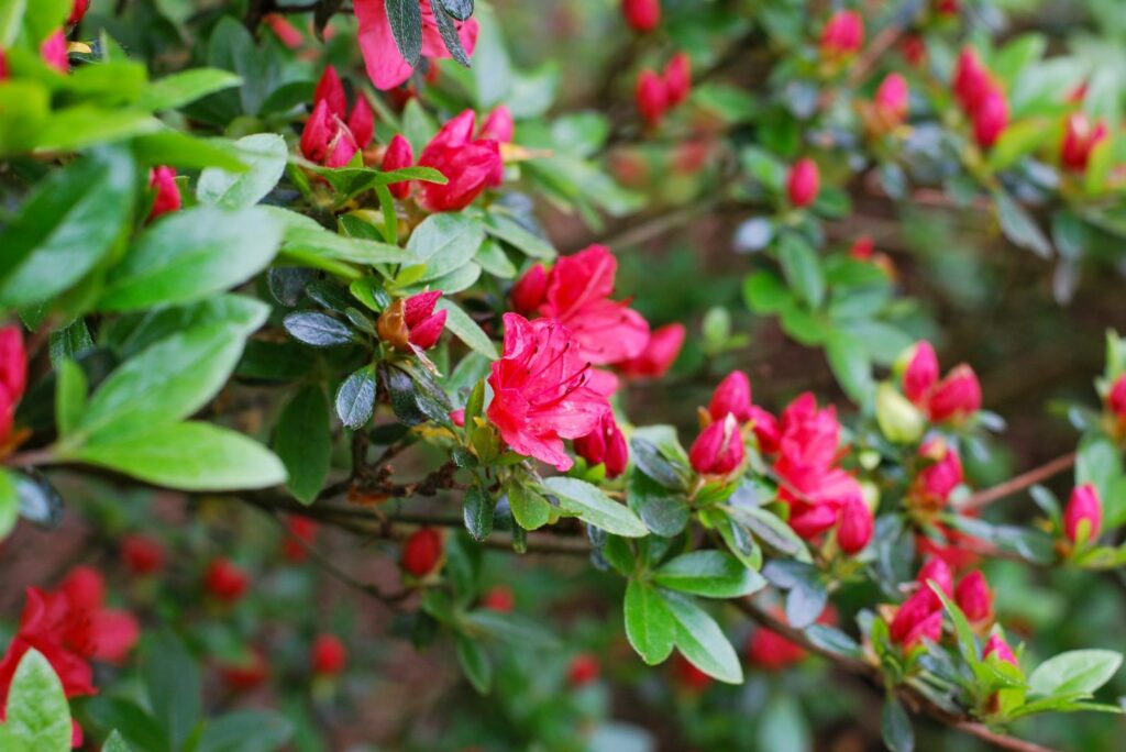 Close up of dark pink flowers of a Japanese azalea