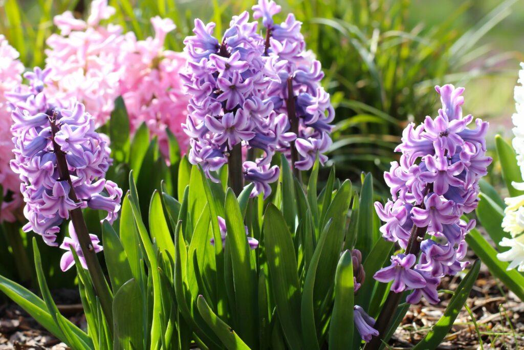 Close up of many large pink Hyacinth