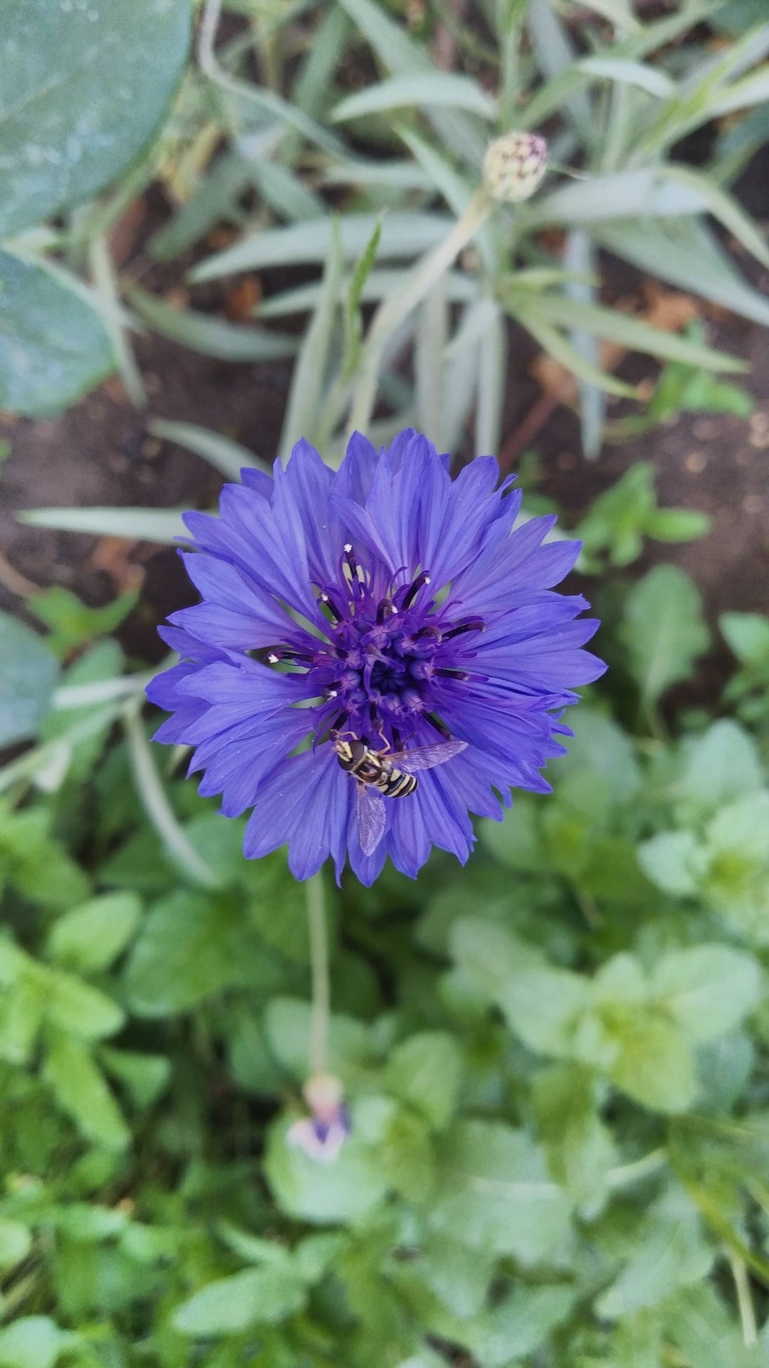 Cornflower aka bachelor's button