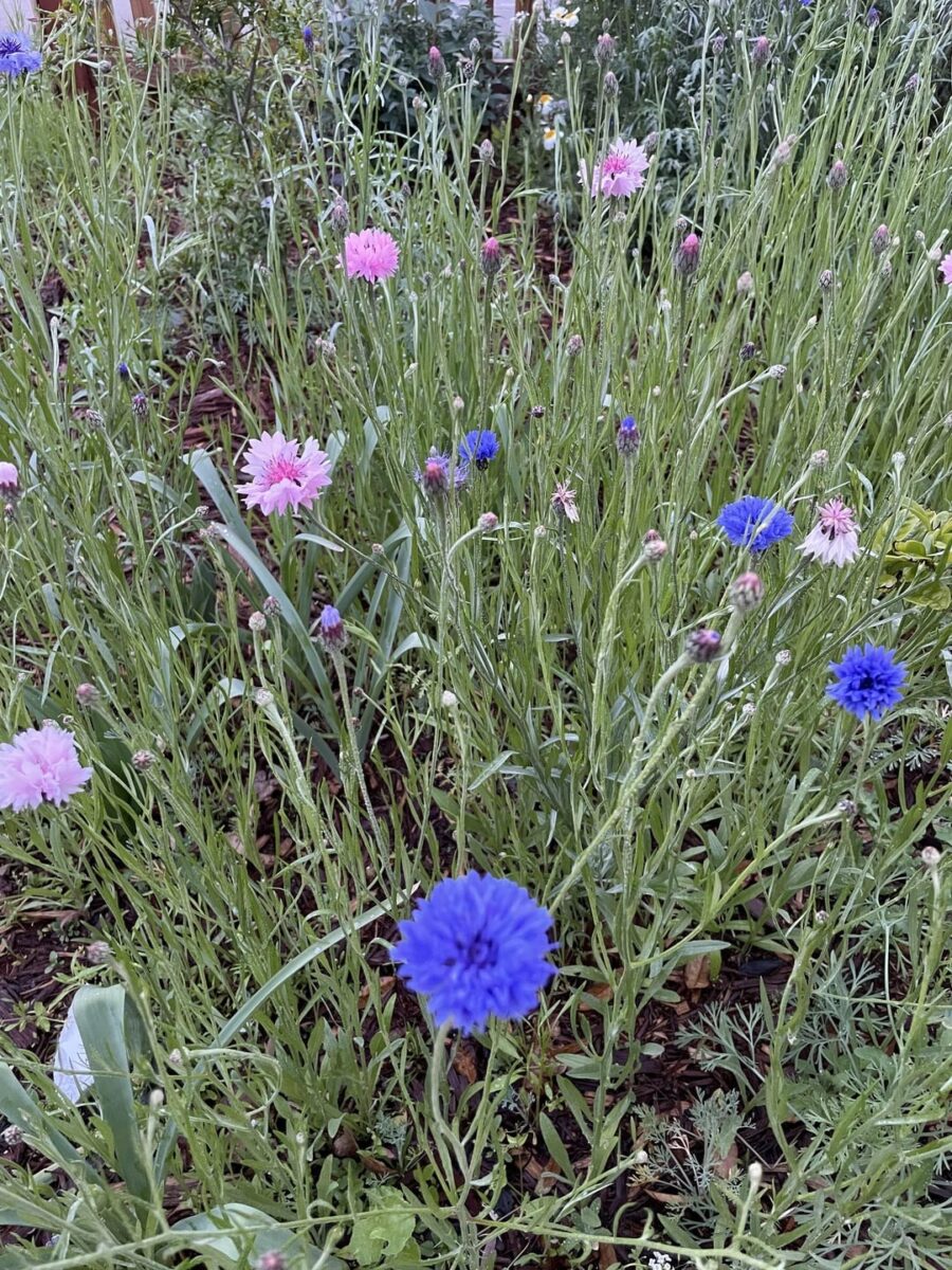 Grown Ribbed Bloomers - Cornflower