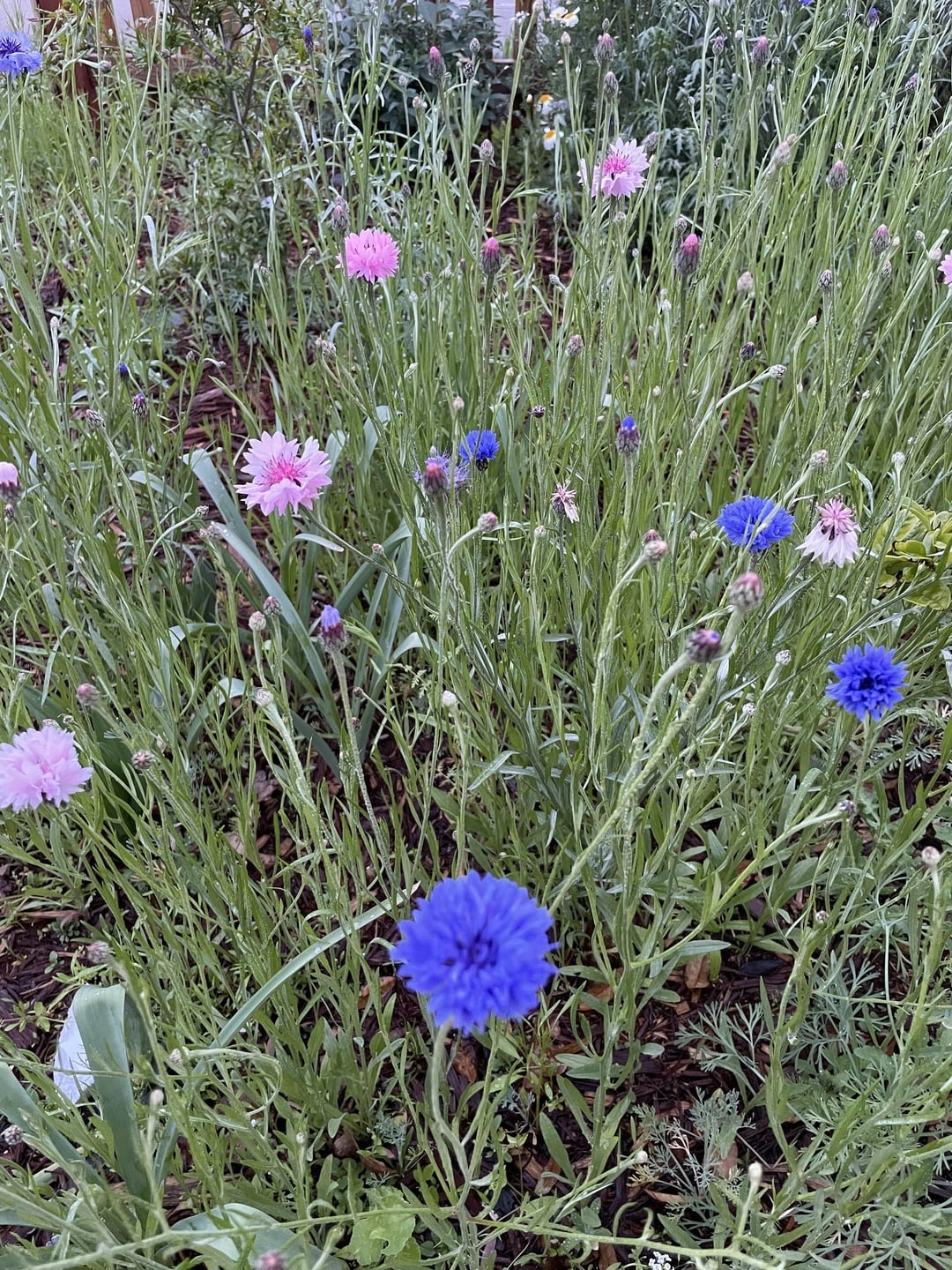 Cornflowers in garden