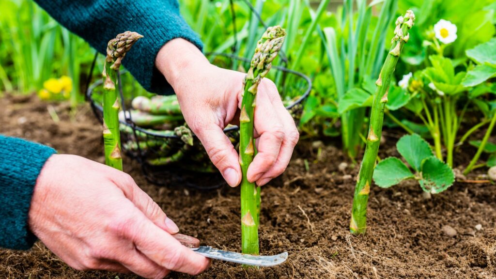 Cut Back Your Asparagus At The Right Time Of Year For More Delicious