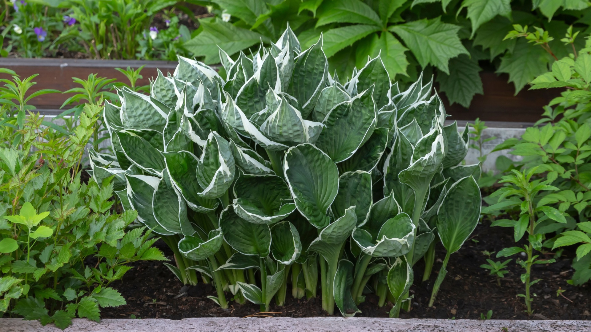 Cut Back Your Hostas This Fall For Healthier Greenery In The Upcoming Colder Days