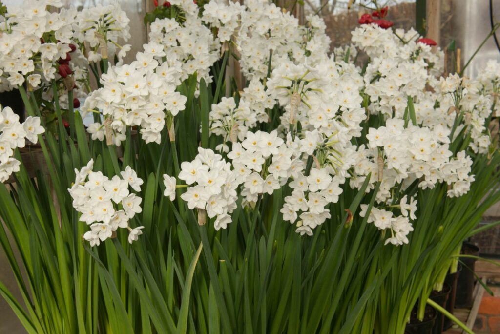 Daffodils 'Paperwhite'