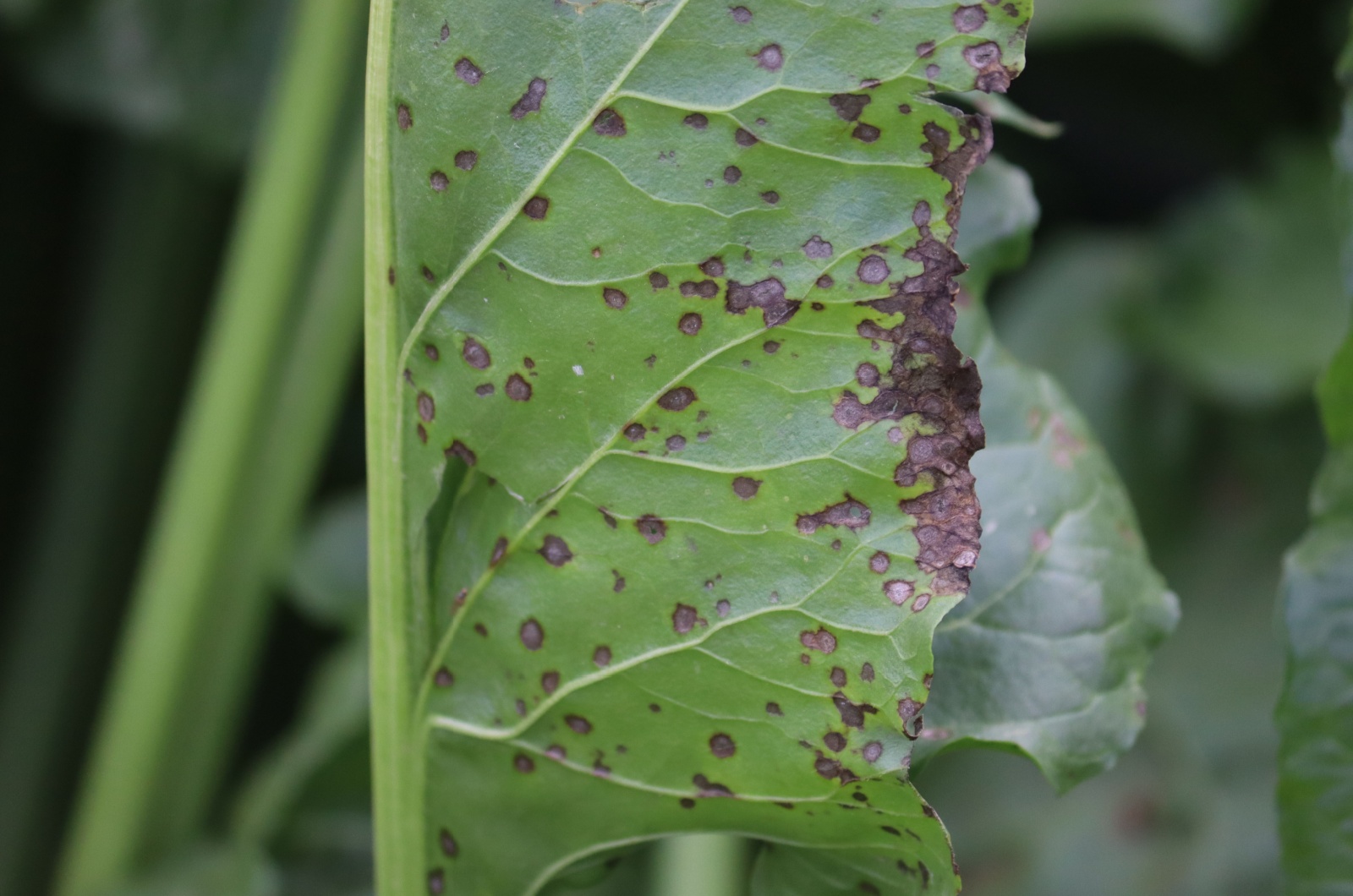 Damaged leaf