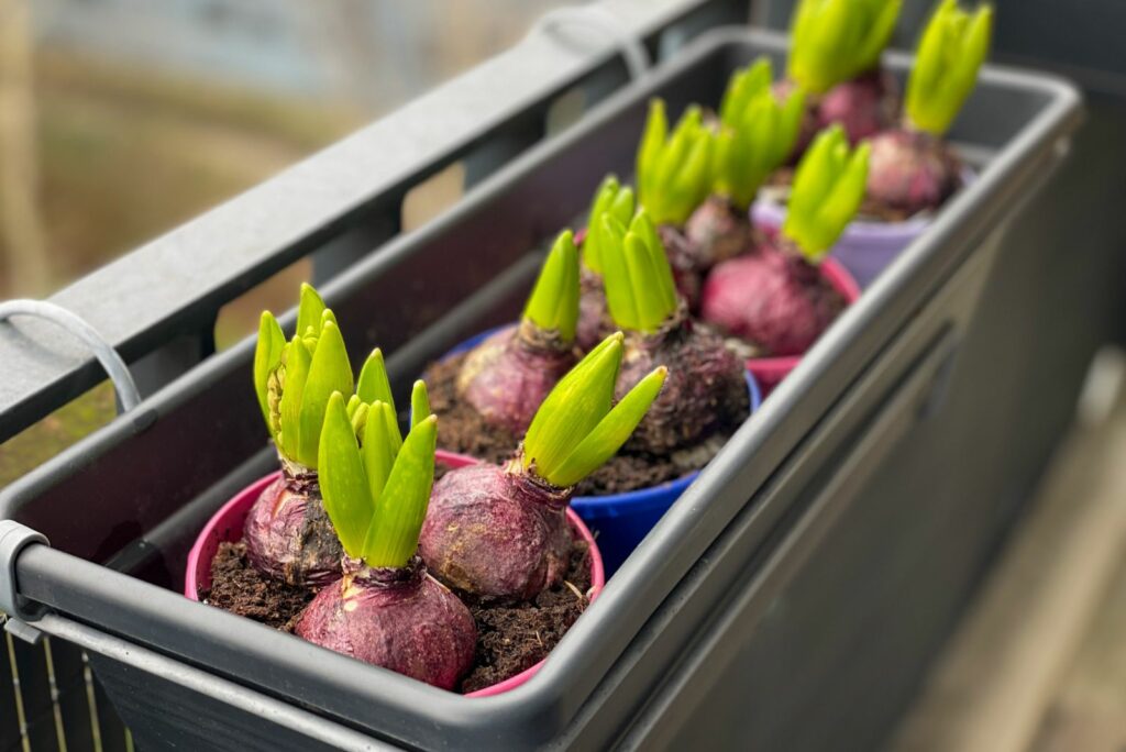 Decorative spring Hyacinthus bulb flowers growing in decorative flower