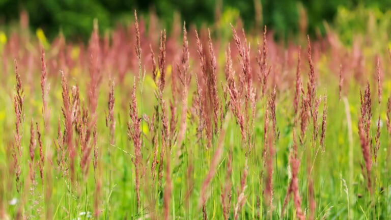 red fescue grass