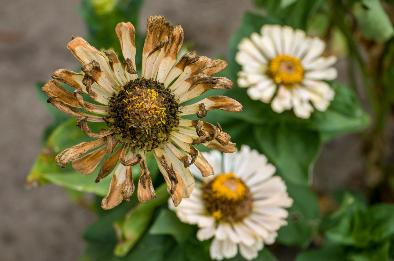 Dry and wilted zinnia plant