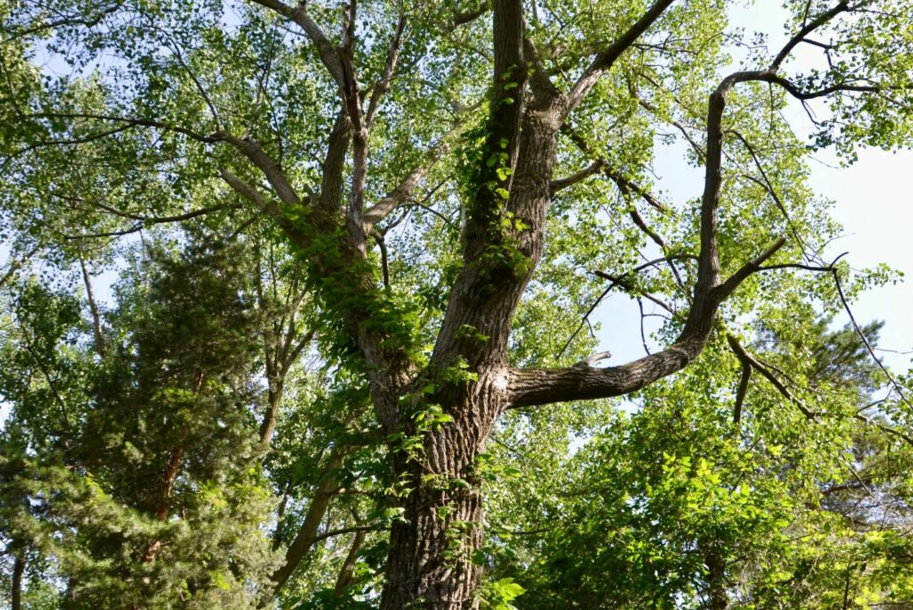 Eastern Cottonwood