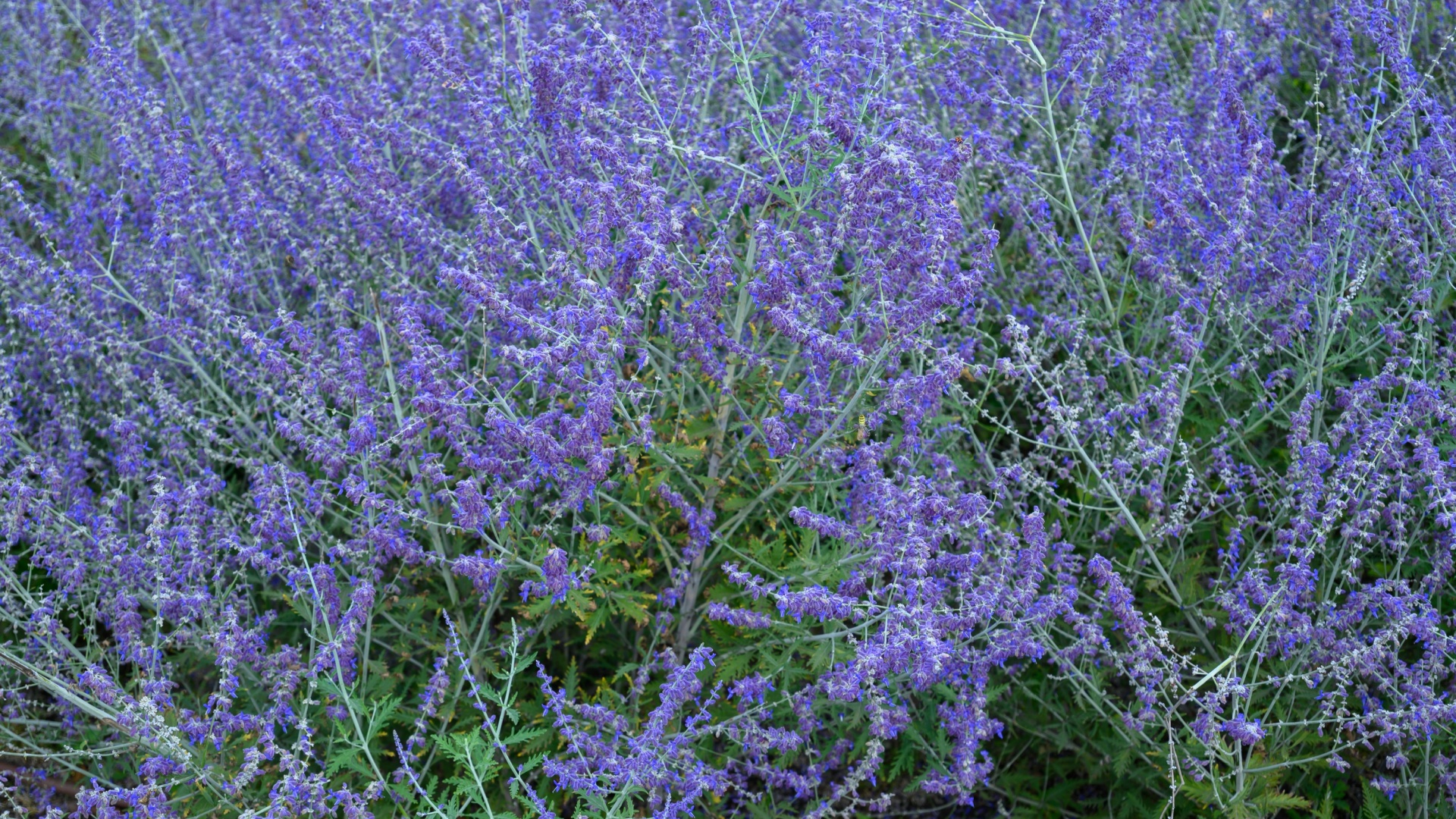 Russian Sage