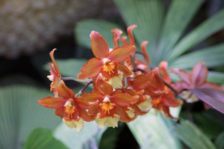 orange dancing lady orchid
