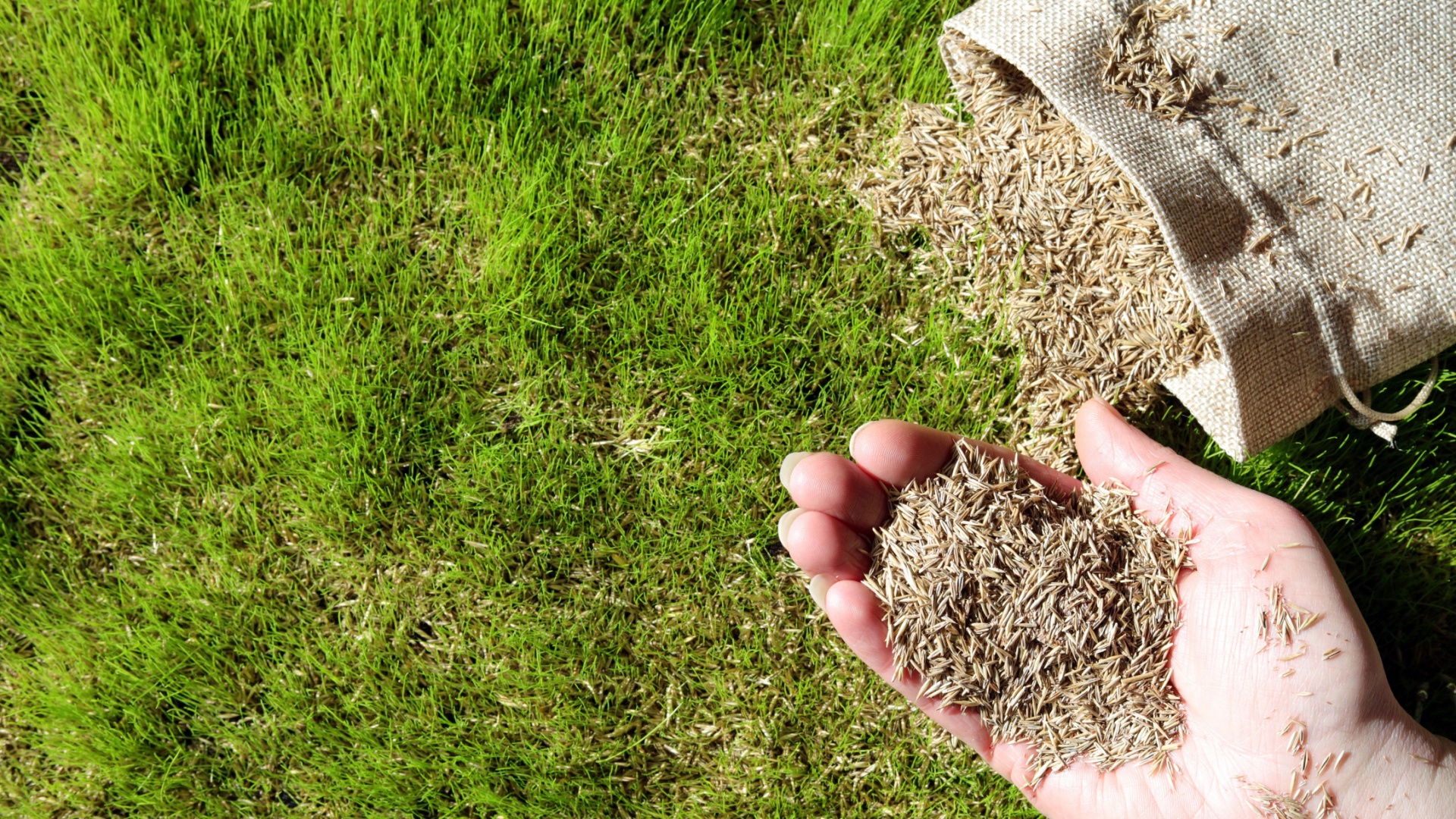 Easy Tricks To Overseed Your Lawn In Fall For Stunning Grass Next Summer