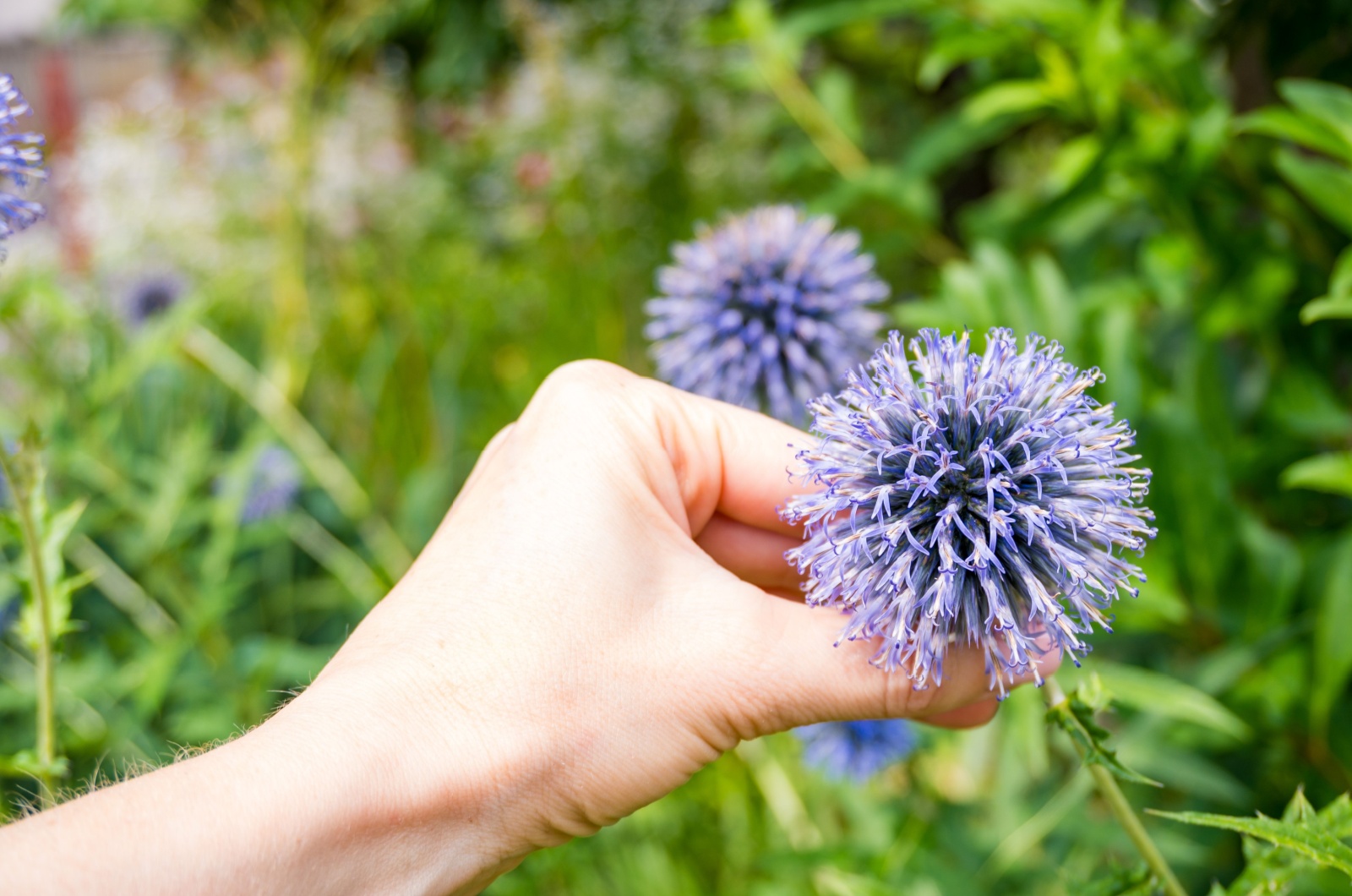 Echinops growing in garden