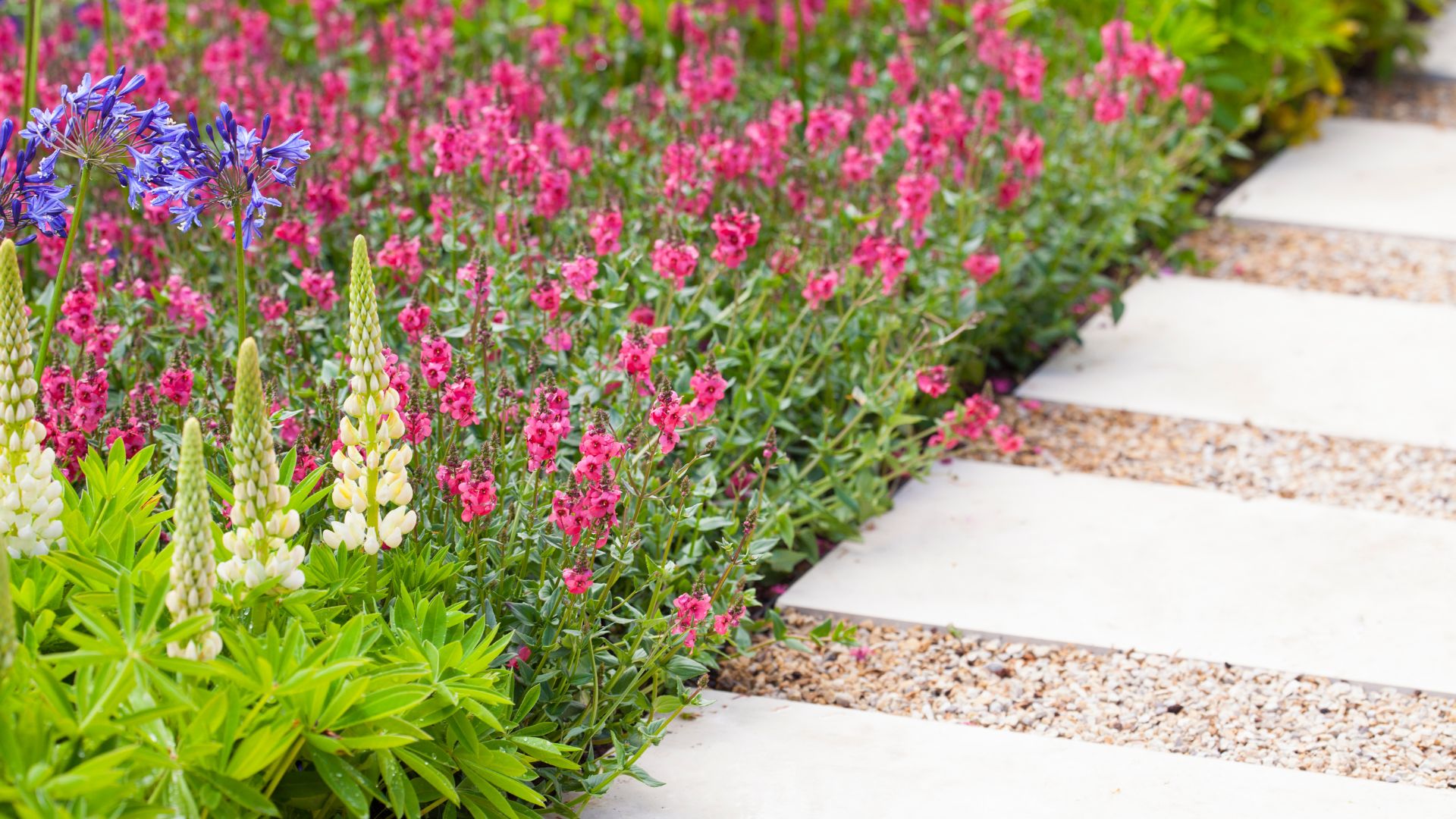 flower bed with edges