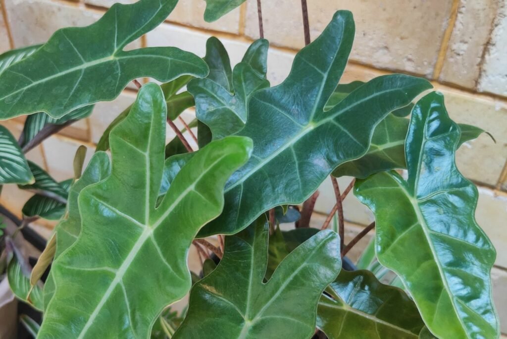 Elephant’s Ear Plants Enjoy Spending Time Indoors