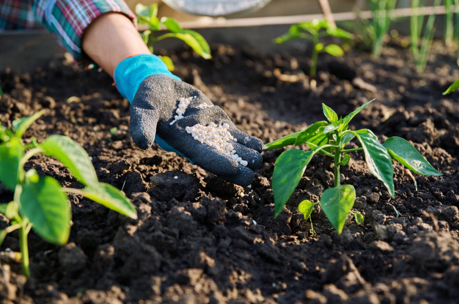 Farmer fertilizing a crop