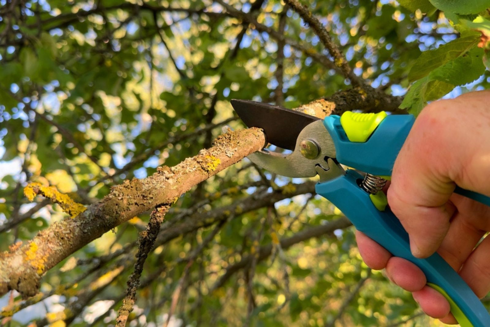 Farmer hand prunes branches of a tree