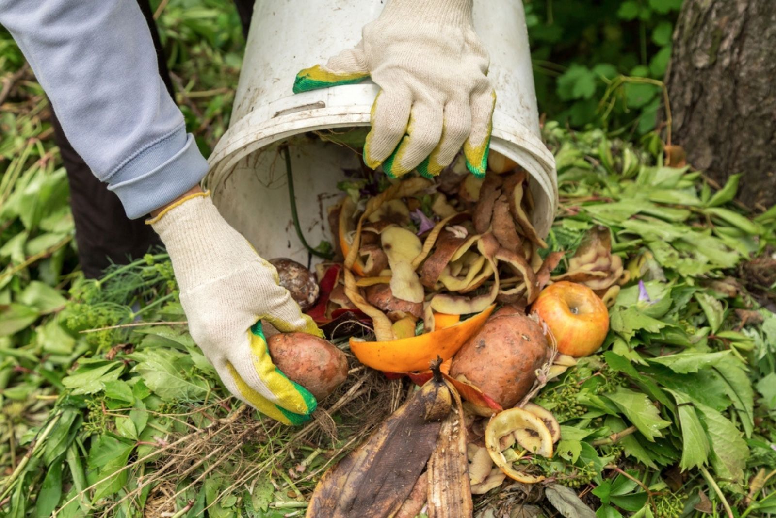 Farmer hands put weeds grass plants, vegetable fruit scraps from bucket