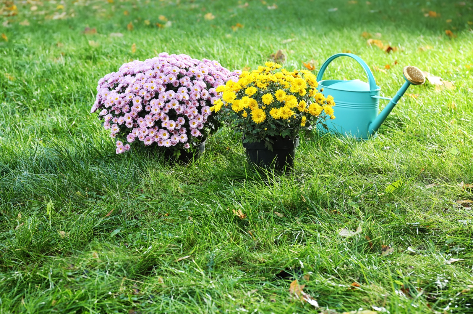 Flowers and watering can