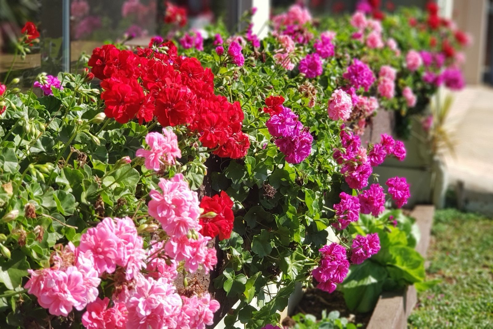 how to propagate geraniums