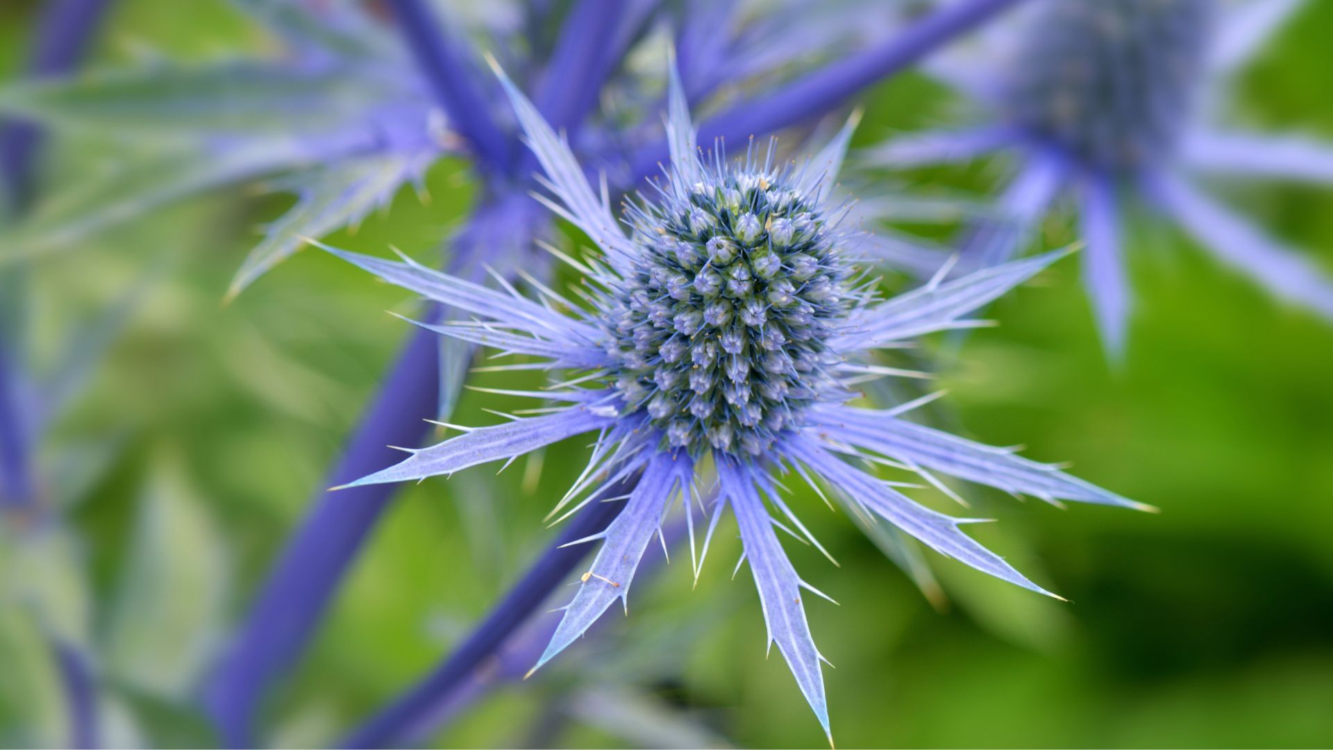 Follow These Simple Tips On How To Grow Stunning And Resilient Sea Holly Plants