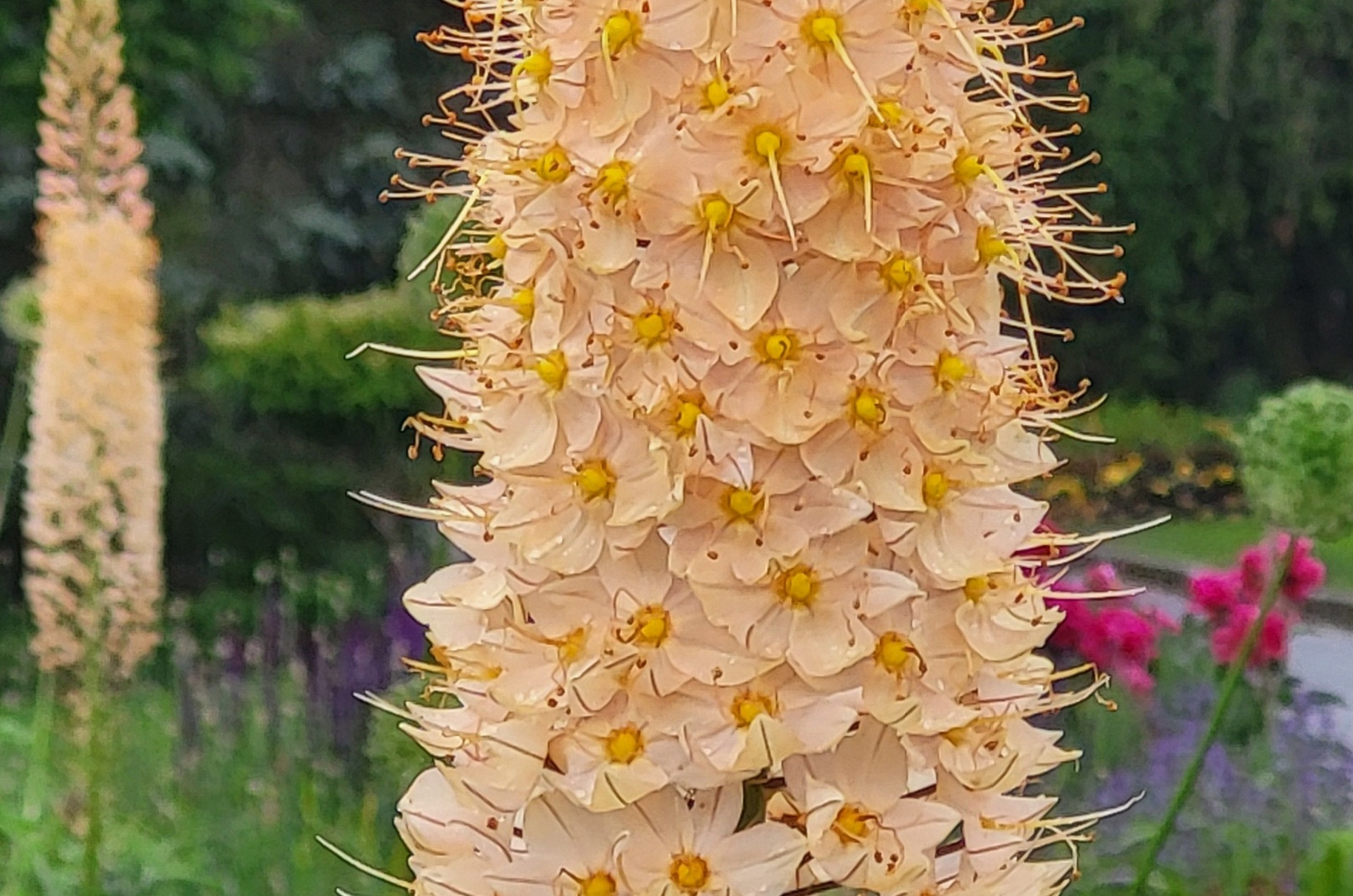 Foxtail Lily