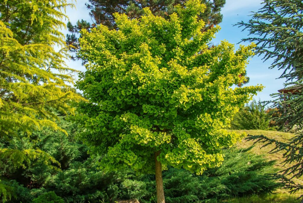 Fresh bright green leaves of ginkgo biloba