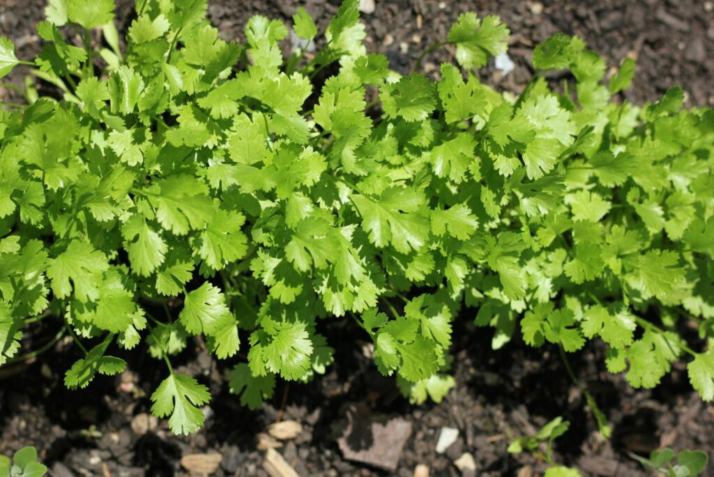 Fresh cilantro plants