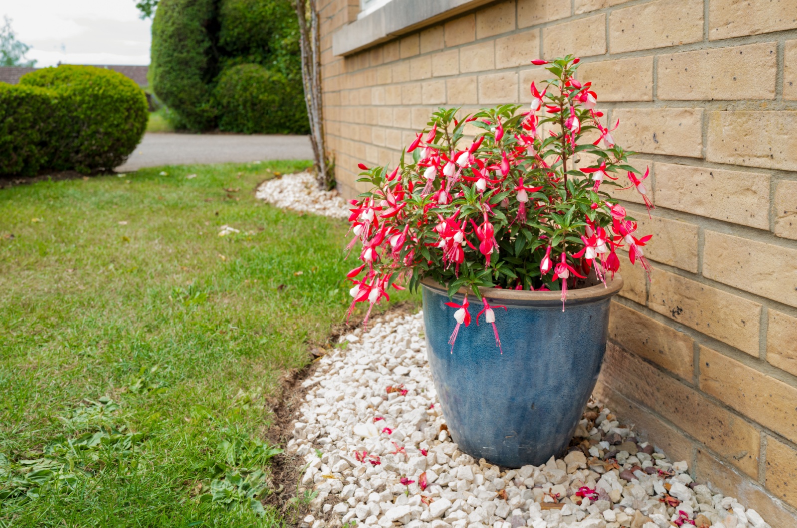 Fuchsias in a pot