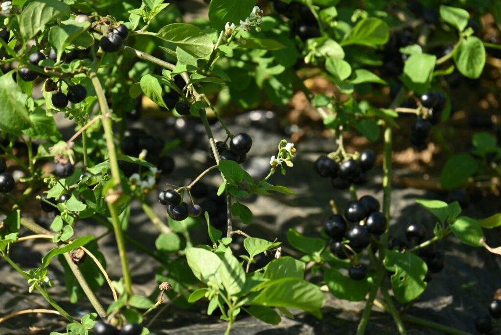 Garden huckleberry cultivation