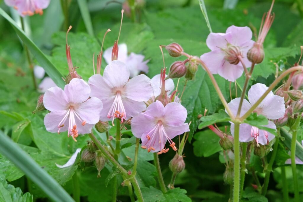 Geraniums Make Perfect Houseplants