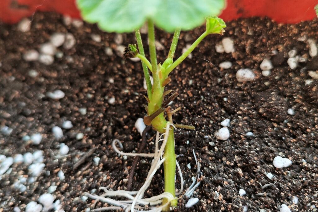 Geraniums planted in the ground germinate