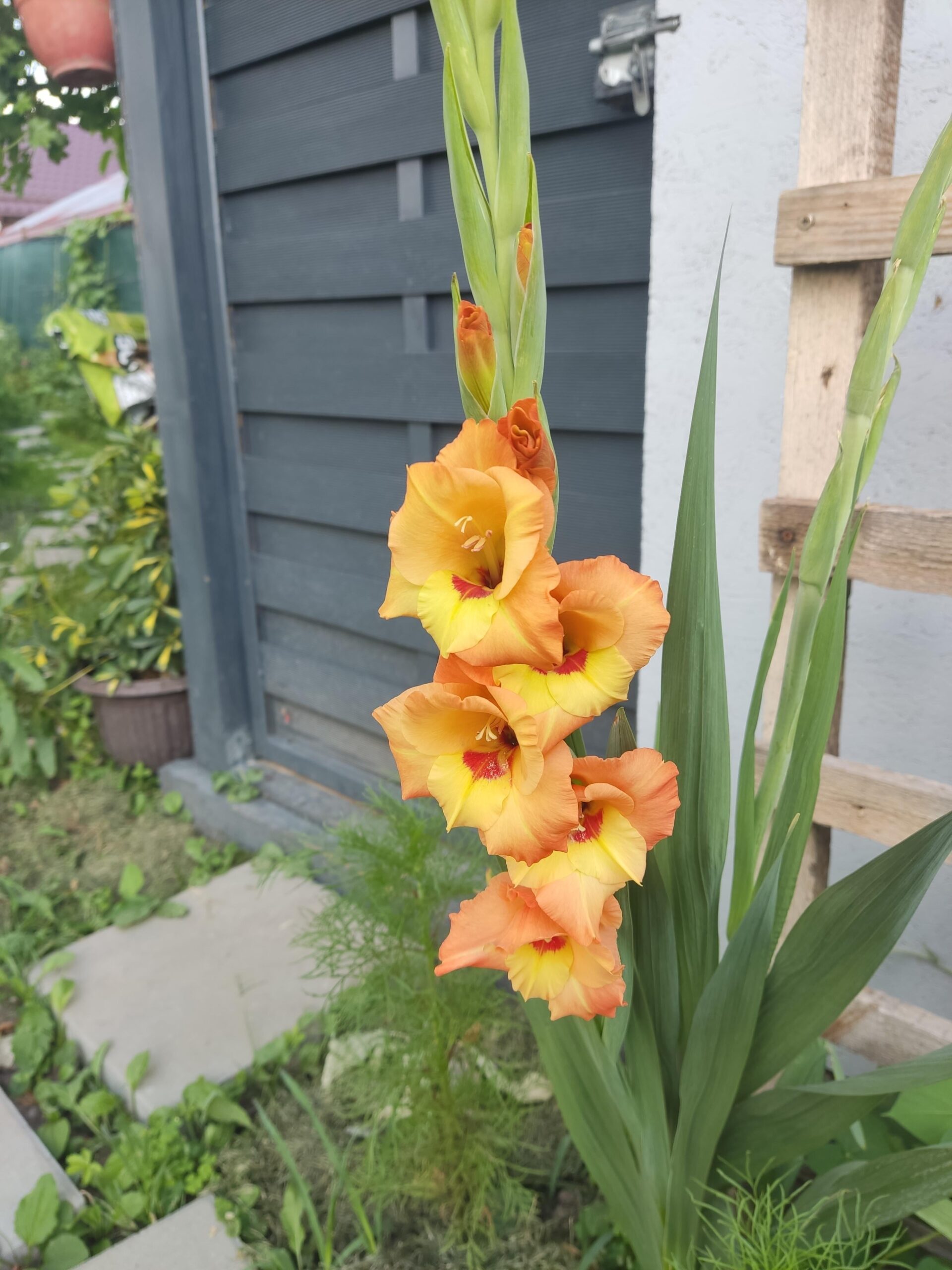 Gladiolus