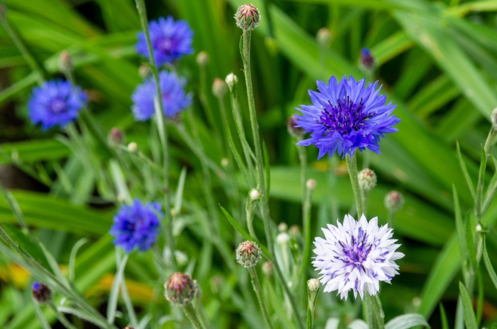 cornflowers flowering in garden